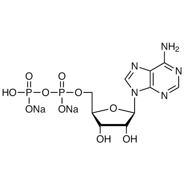 Adenosine 5&prime;-Diphosphate Disodium Salt CAS 16178-48-6 Purity >95.0% (HPLC) Content >85.0% Factory